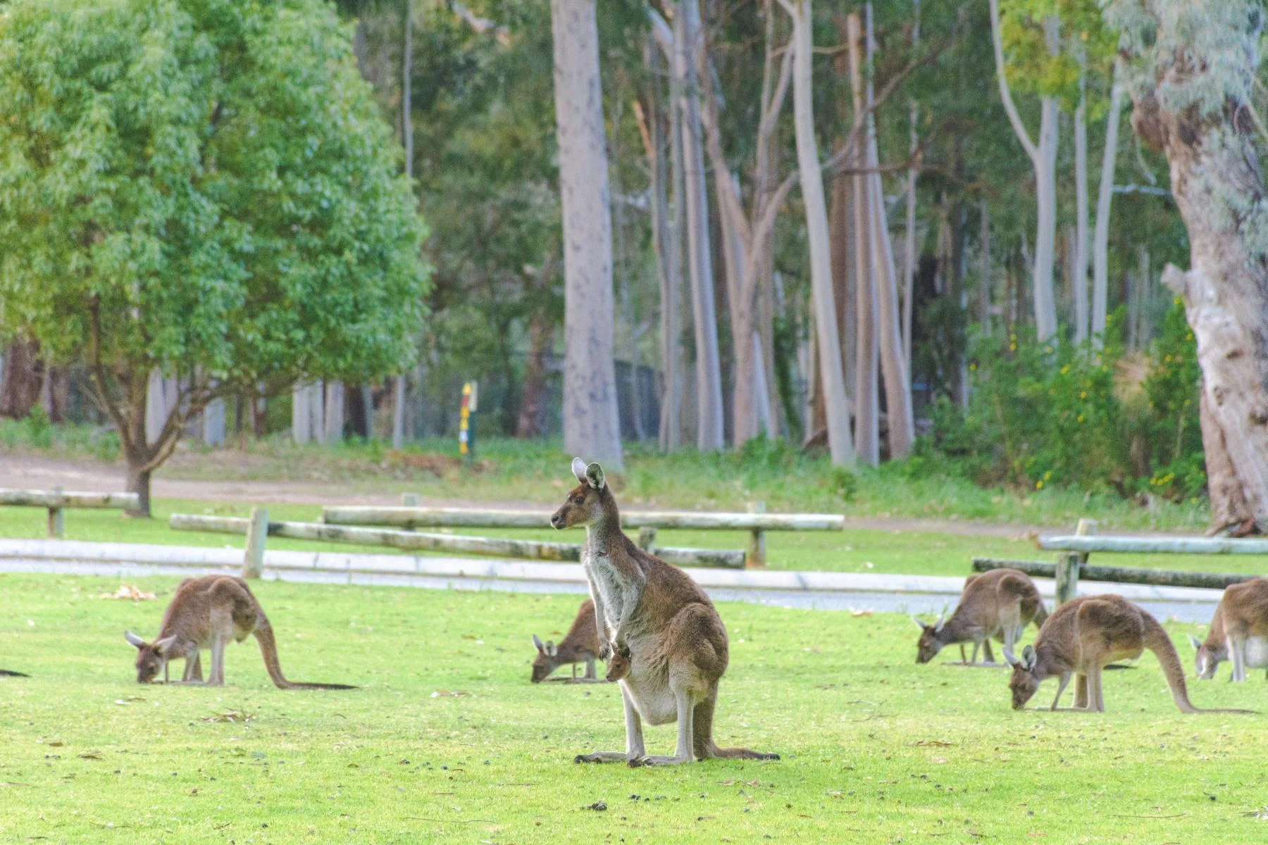 Beautiful native bushland and wildlife in our city